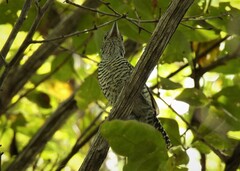 Thamnophilus doliatus intermedius