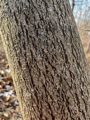 Cornus alternifolia