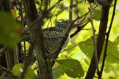 Thamnophilus doliatus intermedius