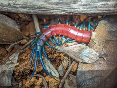 Rhysida brasiliensis