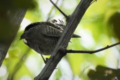 Thamnophilus doliatus intermedius