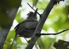 Thamnophilus doliatus intermedius