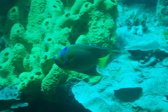 Holacanthus ciliaris