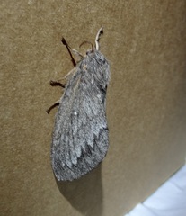 Gloveria arizonensis