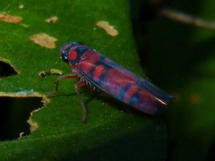 Erythrogonia jucunda