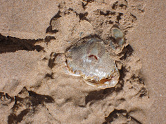 Ovalipes trimaculatus