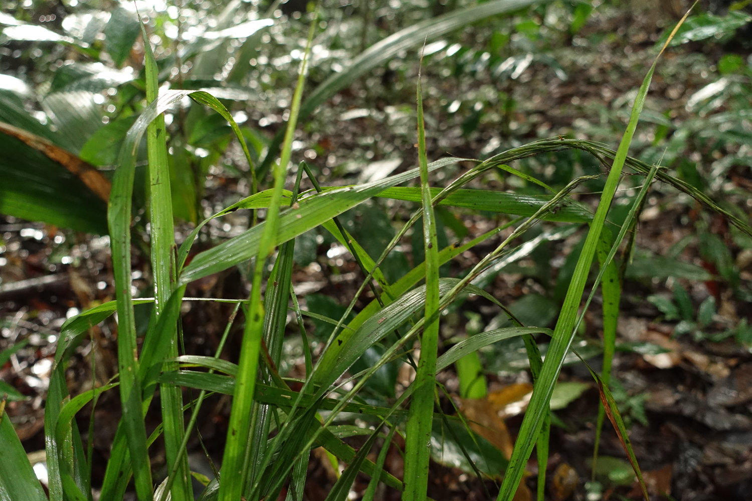 Streptogyna americana