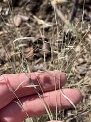 Bouteloua repens