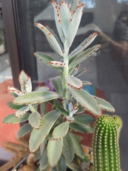 Kalanchoe tomentosa