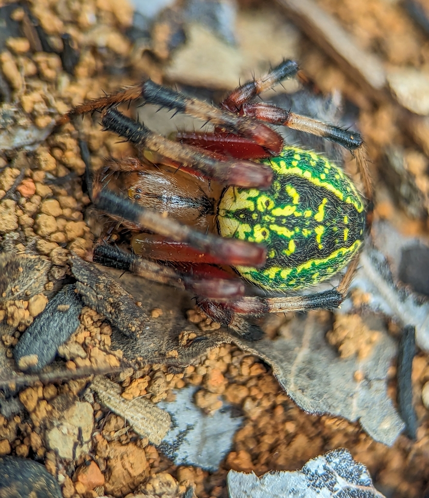 orb weavers