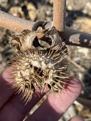 Datura