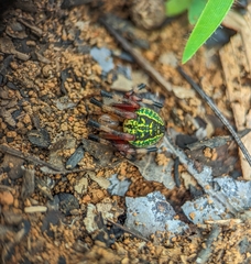 Araneus guttatus
