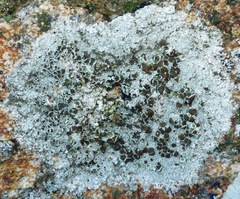 Lecanora campestris
