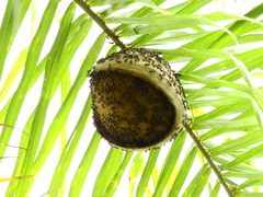 Polybia paulista
