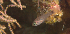 Phaeoptyx conklini