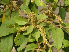 Mallotus philippensis