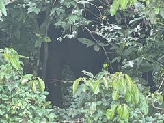 Elephas maximus borneensis