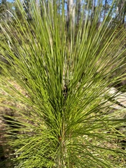 Pinus palustris