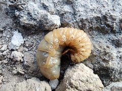 Strategus aloeus