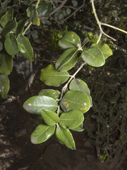 Cryptocarya alba