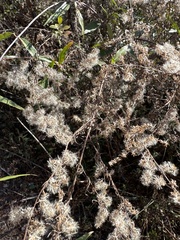 Eupatorium compositifolium