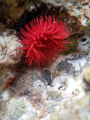 Actinia mediterranea