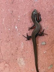 Pholidobolus montium