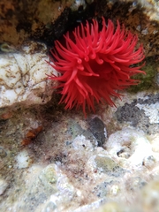Actinia mediterranea