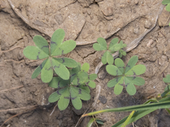 Oxalis arenaria