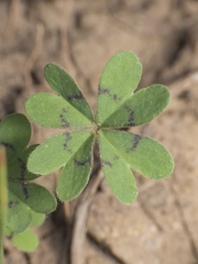 Oxalis arenaria
