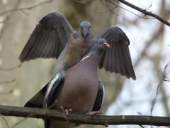 Columba palumbus