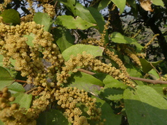 Mallotus philippensis