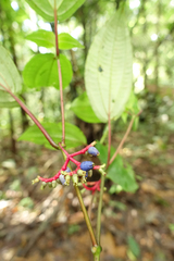 Miconia trimera