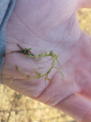 Callitriche palustris