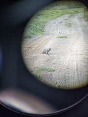 Herpestes pulverulentus