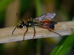 Sphex dorsalis