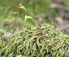 Lindbergia pseudoleskeoides