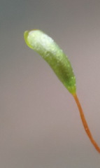 Lindbergia pseudoleskeoides