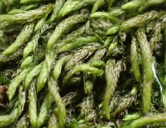 Lindbergia pseudoleskeoides