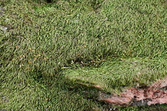 Lindbergia pseudoleskeoides