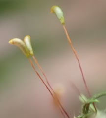 Lindbergia pseudoleskeoides