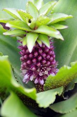 Eucomis humilis