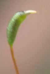 Lindbergia pseudoleskeoides