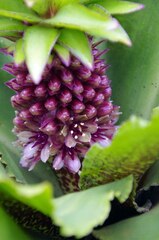 Eucomis humilis