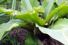 Eucomis humilis