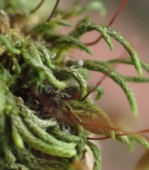 Lindbergia pseudoleskeoides