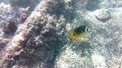 Chaetodon lunula