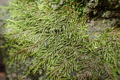 Lindbergia pseudoleskeoides
