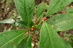Erythroxylum