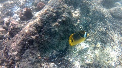 Chaetodon lunula